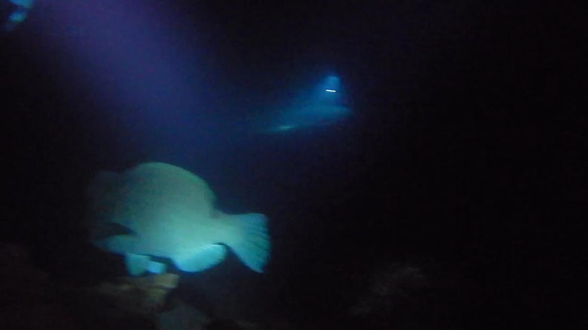 'Video thumbnail for Green Bumphead Parrotfish (Bolbometopon muricatum) Night Diving in Tulamben Liberty Wreck, Bali'