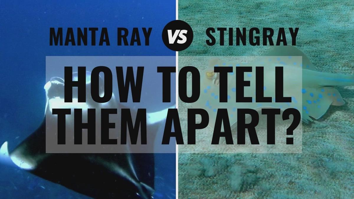 'Video thumbnail for Manta Ray and Stingray Differences: How To Tell Them Apart'