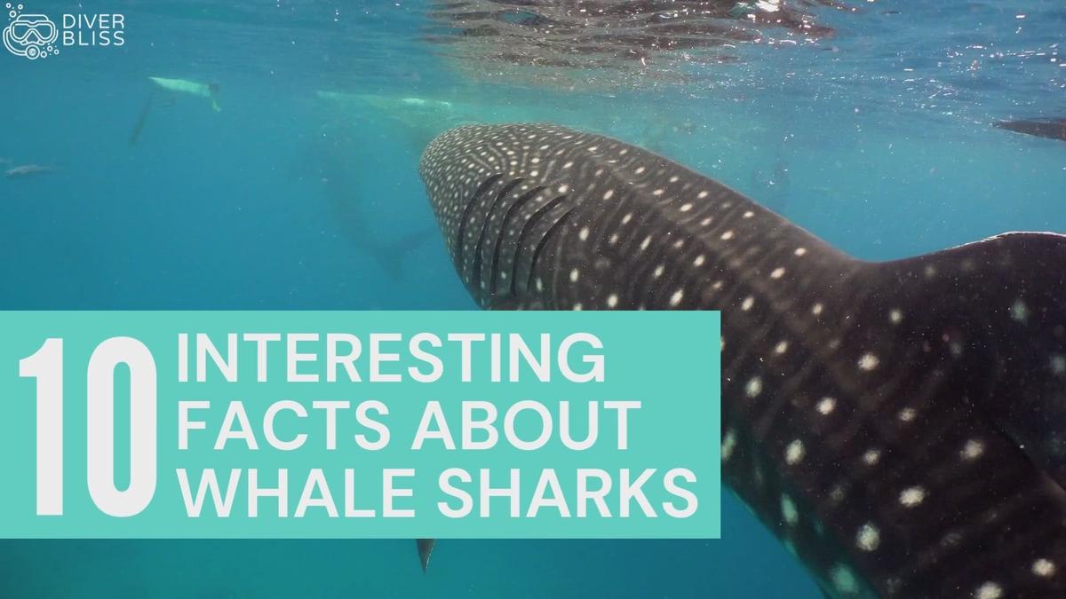 'Video thumbnail for 10 Interesting Facts about Whales Sharks'