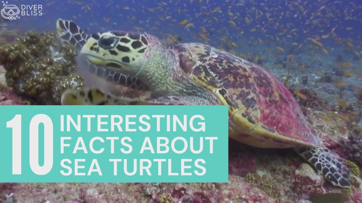 10 Interesting Facts about Sea Turtles