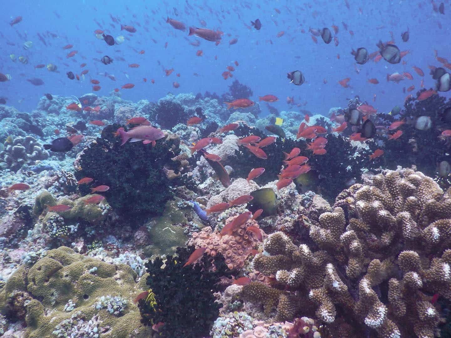 Scuba Diving Experience in Anilao, Batangas, Philippines Diver Bliss