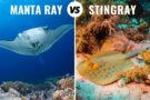 manta ray vs stingray